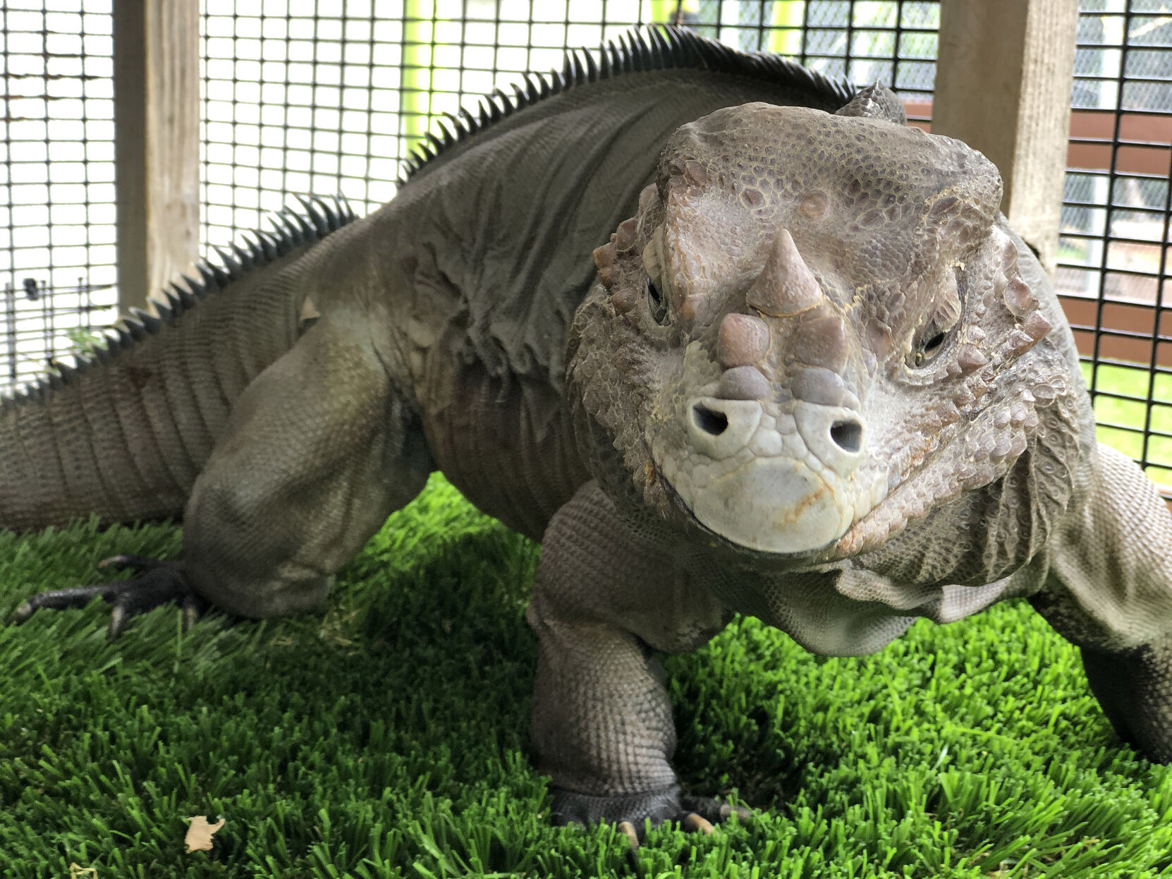 Genie, a rhinoceros iguana